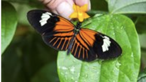 Grupo de Genética Evolutiva, Filogeografía y Ecología de Biodiversidad Neotropical