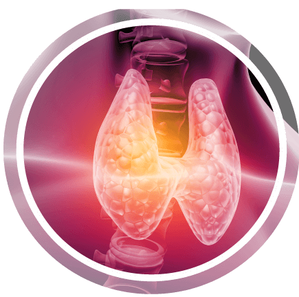 descripcion-prg_endocrino.png