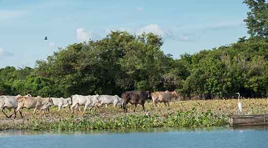 ganaderiaportada