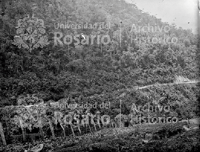 Vegetación