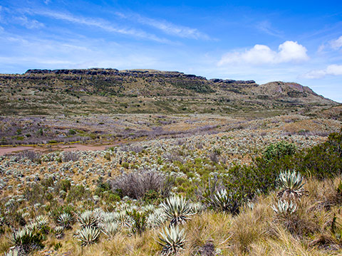 Grupo de Ecología Funcional y Ecosistémica (EFE)