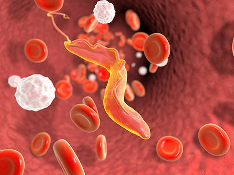 Grupo de Investigaciones Microbiológicas - UR (GIMUR)