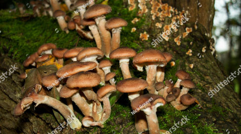 ecofungi