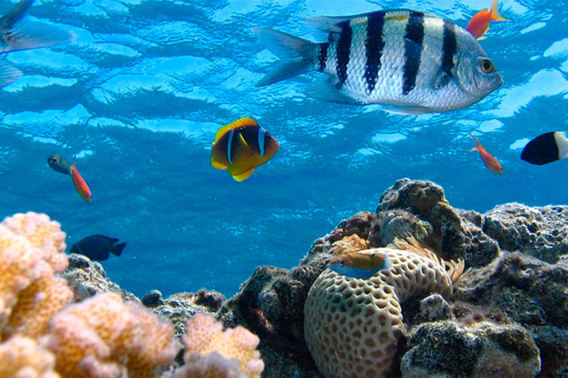 Planeta Océano: Exploración y Conservación
