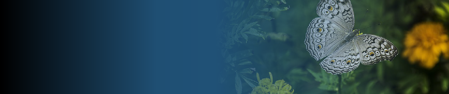 Ecosistemas, Comunidades e Interacciones en el Neotrópico