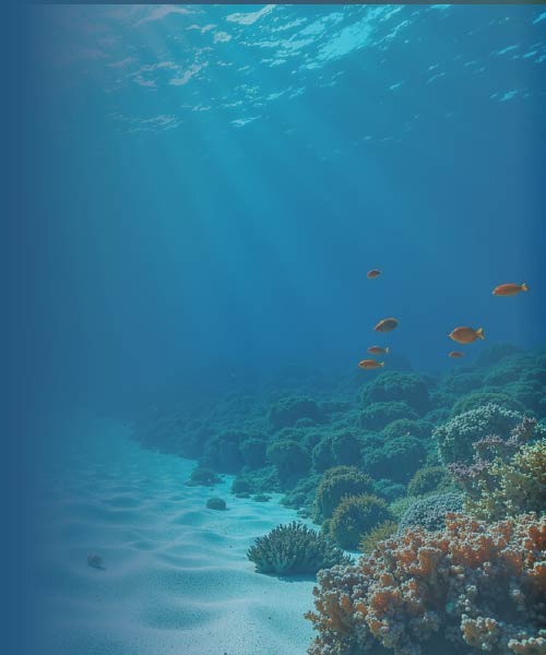 Planeta Océano: Exploración y Conservación