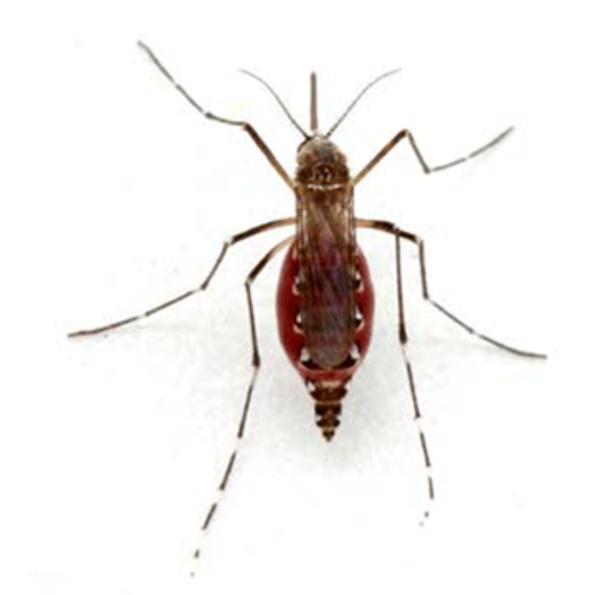 mosquito