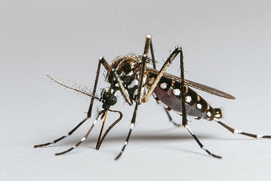 mosquito1