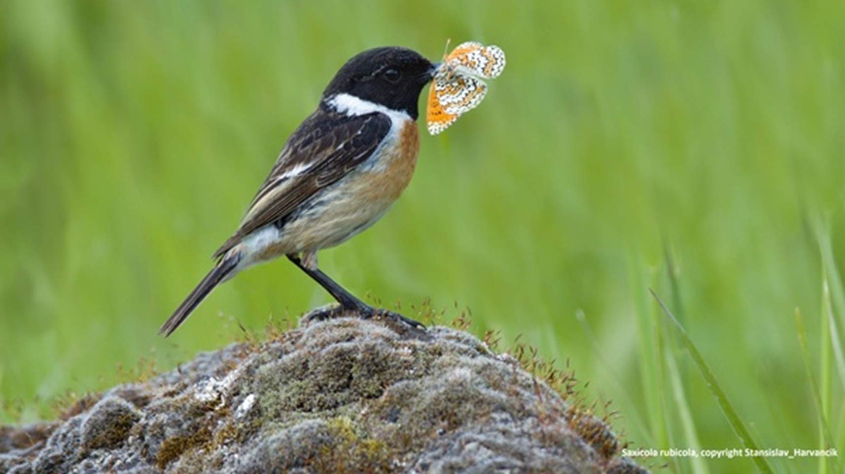 nota-camuflaje-o-colores-brillantes