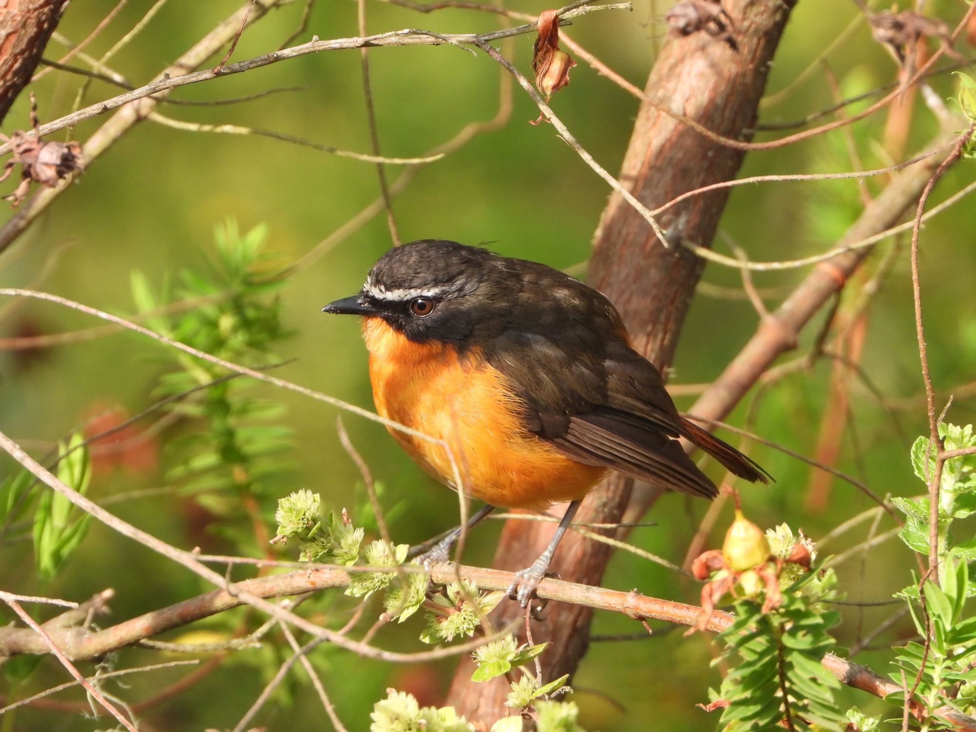 nota-camuflaje-o-colores-brillantes-inv