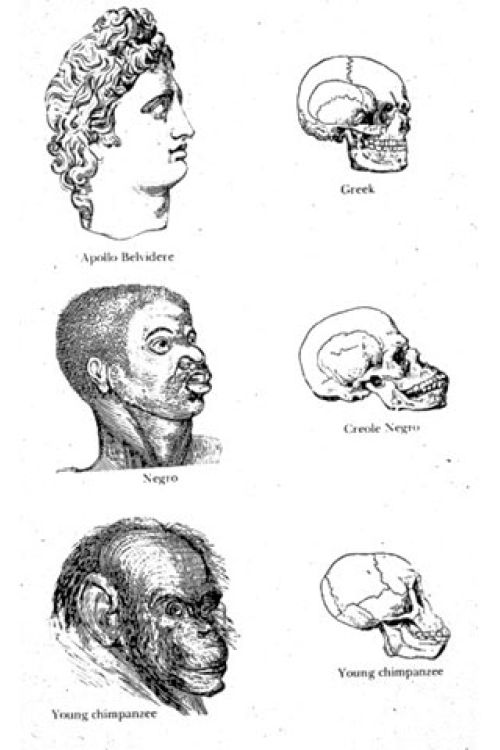 Dibujos-de-Josiah-C-Nott-y-George-Gliddon-s-titulada-Indigenous-races-of-the-earth-1857