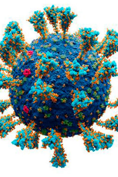 Coronavirus-SARS-Cov-2