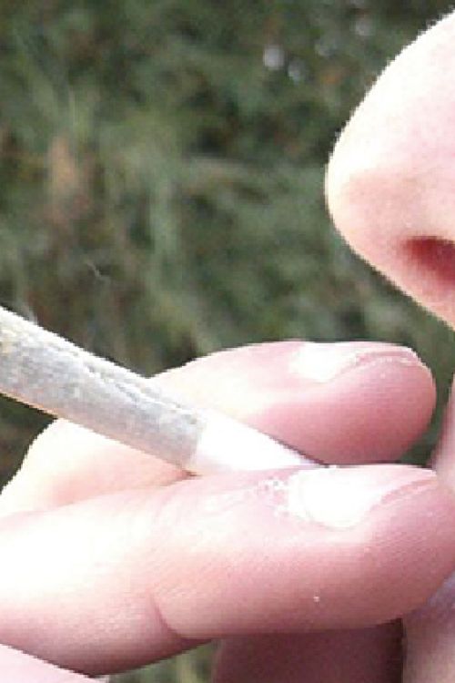 Marihuana De Chmee2- Trabajo propio, CC BY - SA 3.0