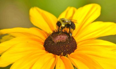 bees