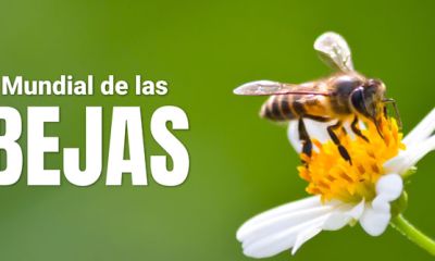 Cada año se pierden hasta el 40 % de las colmenas de abejas en Colombia. Desde URosario seguimos protegiendo a las abejas