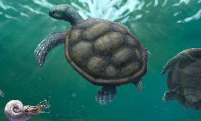 Tortuga fósil hallada en La Guajira y olvidada durante décadas en un museo en Suiza resultó ser una nueva especie 