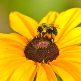 bees