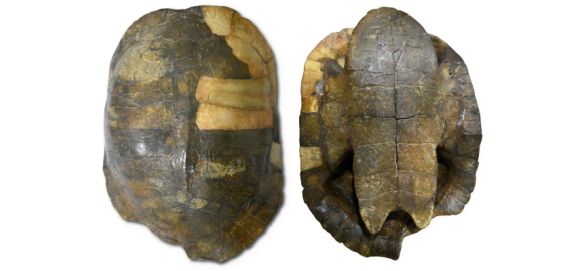 Fósil de tortuga