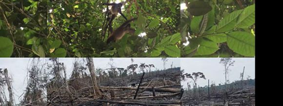 Deforestación