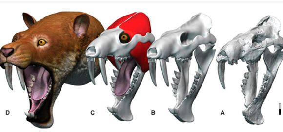 marsupial-dientes-de-sable