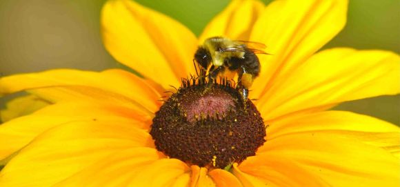 bees