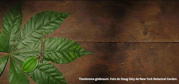 Theobroma globosum. Foto de Doug Daly de New York Botanical Garden.