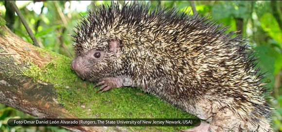  Descubren una nueva especie de puercoespín en Colombia