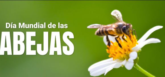 Cada año se pierden hasta el 40 % de las colmenas de abejas en Colombia. Desde URosario seguimos protegiendo a las abejas