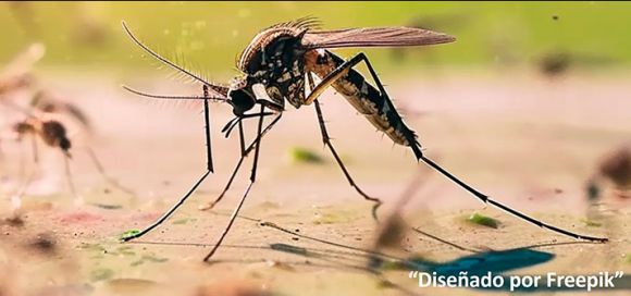 irus-en-mosquitos-podrian-frenar-el-dengue-y-otras-epidemias-entrevista-con-alida-gomez