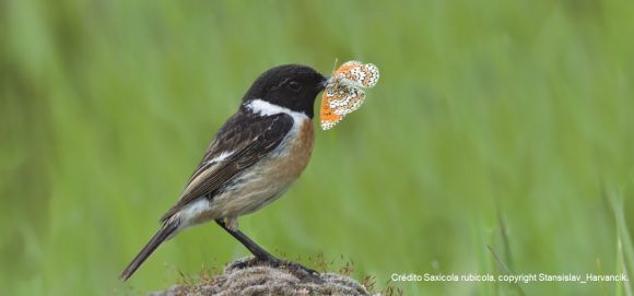 camuflaje-o-colores-brillantes