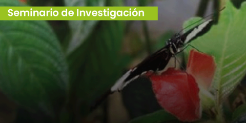 Genes, brains and behavioural isolation in Heliconius butterflies