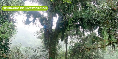 Drivers of plant community assembly in temperate and tropical forest canopies
