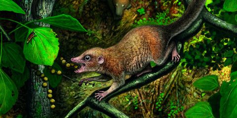 Ecological radiations of mammals: Before and after the K/Pg mass extinction