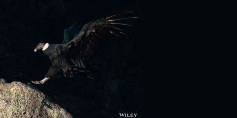 Título de la charla: Conectando alas y paisajes: una visión genómica y espacial del Cóndor Andino