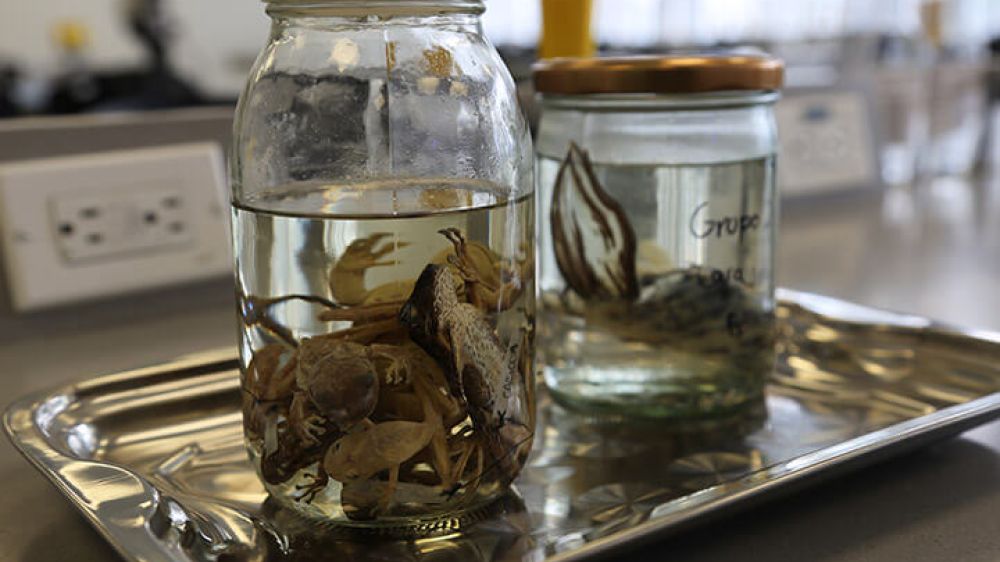 laboratorio de ciencias naturales
