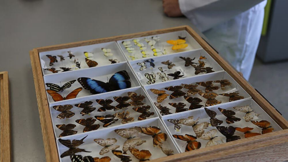 laboratorio-de-ciencias-naturales-ii